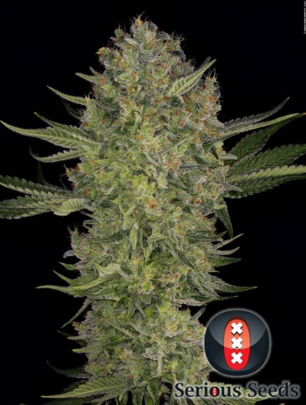 Serious Seeds - Serious Kush