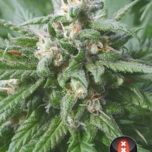 Serious Seeds - Biddy Early