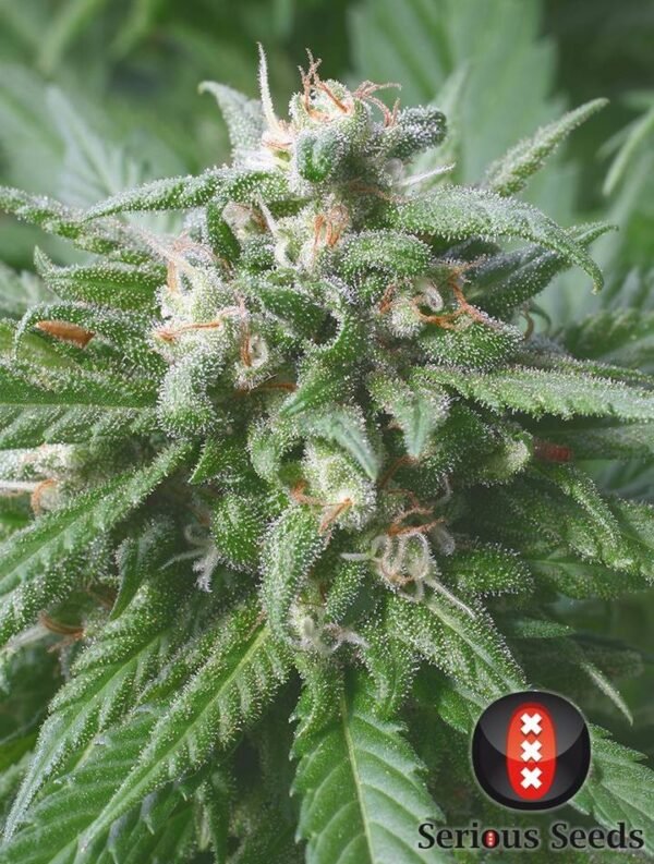 Serious Seeds - Biddy Early