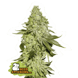 Seed Stockers - Sherbet Fem
