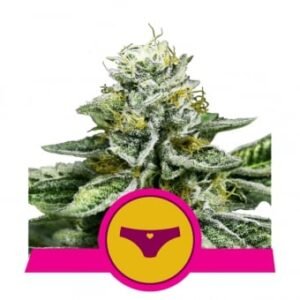 Royal Queen Seeds - Sherbet Queen