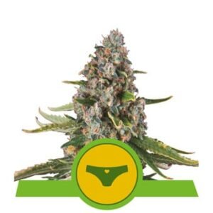 Royal Queen Seeds - Sherbet Queen Auto