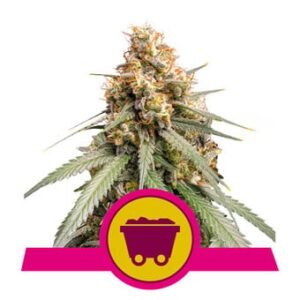 Royal Queen Seeds - Shining Silver Haze
