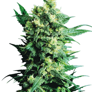 Sensi Seeds - Shiva Shanti II® (Regular)