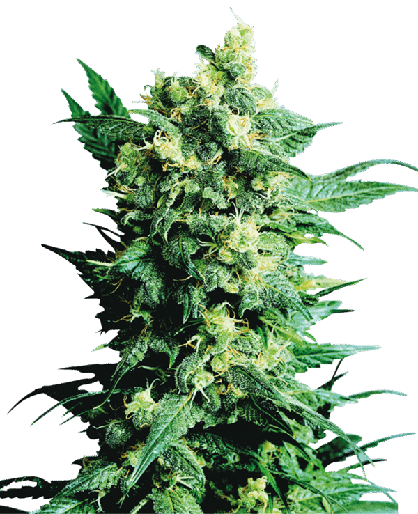 Sensi Seeds - Shiva Shanti II® (Regular)
