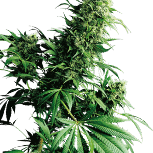 Sensi Seeds - Shiva Shanti® (Regular)