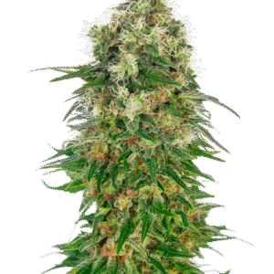 Sensi Seeds - Shiva Skunk Automatic