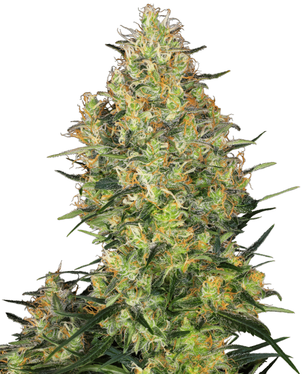 Sensi Seeds - Shiva Skunk Feminized