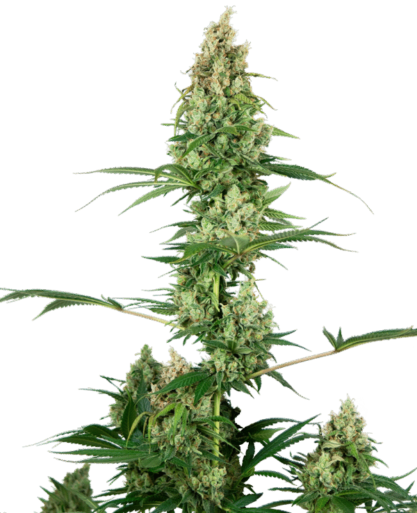 Sensi Seeds - Silver Fire Feminized