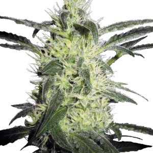 Sensi Seeds - Silver Haze® (Regular)