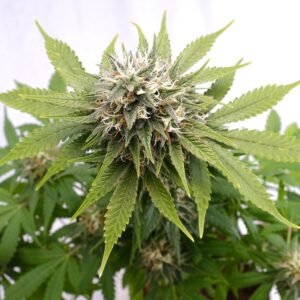 Kannabia - Silver Widow