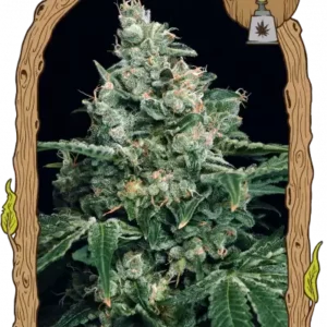 Exotic Seeds - Sir Jack