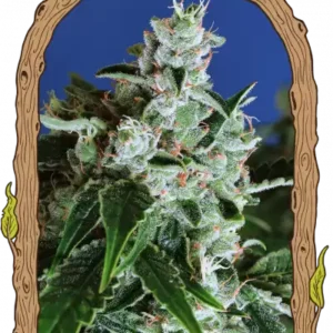 Exotic Seeds - Sir Jack Auto