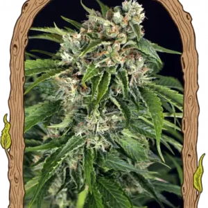 Exotic Seeds - Sir Jack Auto Pure CBD