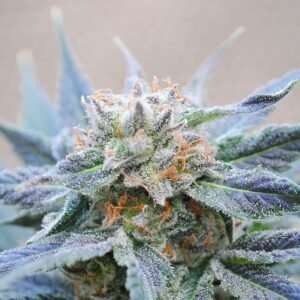 Kannabia - Skunk+