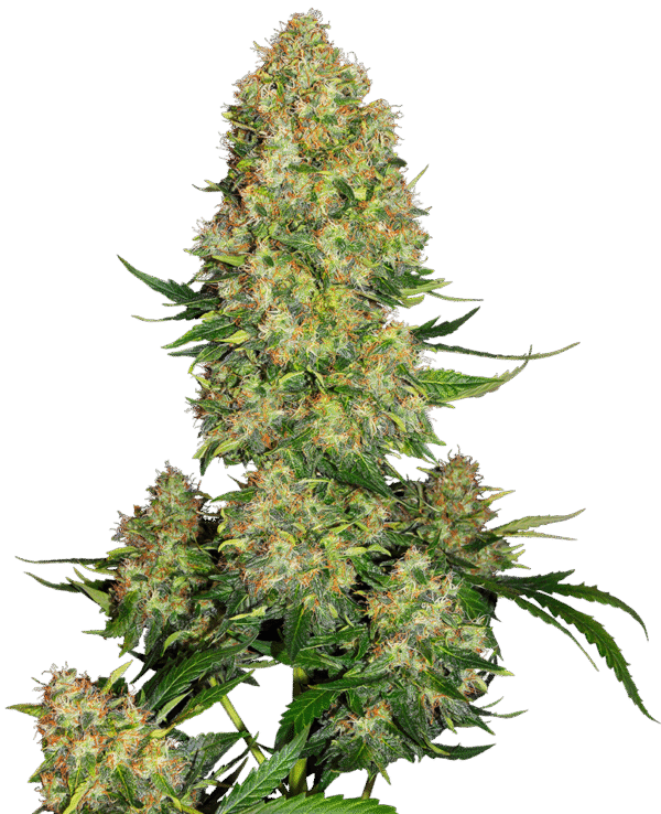 White Label seeds - Skunk #1 Automatic