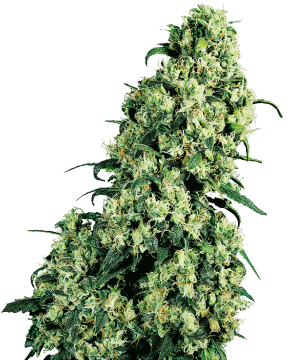 White Label seeds - Skunk #1 Feminized
