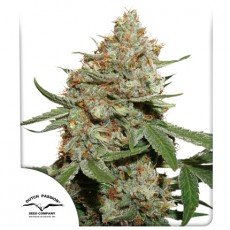 Dutch Passion - Skunk #11®