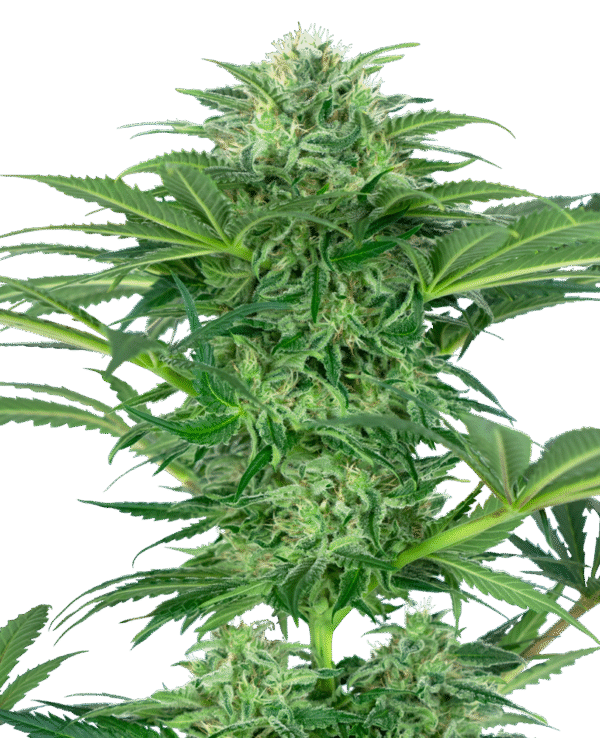 Sensi Seeds Research - Skunk Dream CBD Feminized