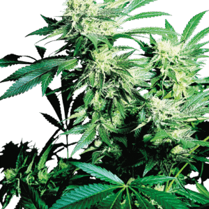 Sensi Seeds - Skunk Kush Feminized