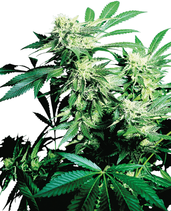 Sensi Seeds - Skunk Kush Feminized