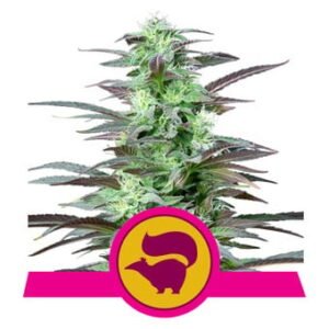 Royal Queen Seeds - Skunk XL
