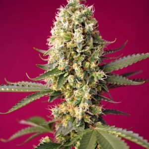Sweet Seeds - Skywalker OG Runtz XL Auto®
