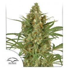 Dutch Passion - Snow Bud®