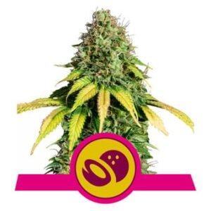 Royal Queen Seeds - Somango XL