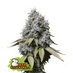 Seed Stockers - Sour Diesel Fem