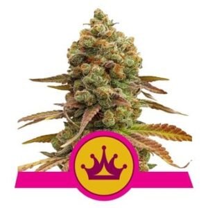 Royal Queen Seeds - Special Queen 1