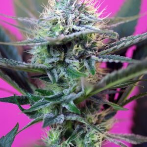 Sweet Seeds - +Speed Auto®