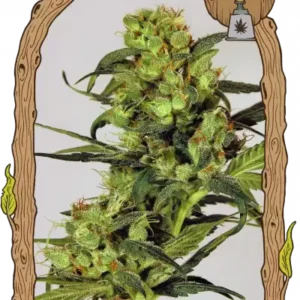 Exotic Seeds - Spicy Bitch