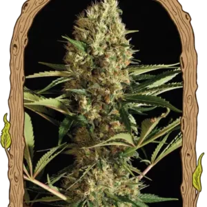 Exotic Seeds - Strawberry Cube Auto
