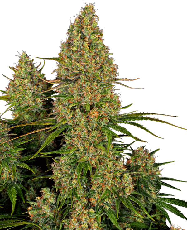 Sensi Seeds Research - Sticky Orange XXL Automatic