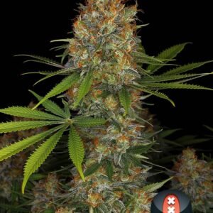 Serious Seeds - Strawberry AK