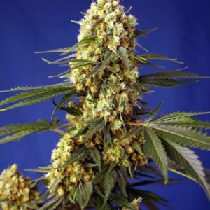 Sweet Seeds - Strawberry Banana Gelato XL Auto®