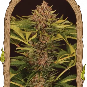 Exotic Seeds - Strawberry Cola Auto