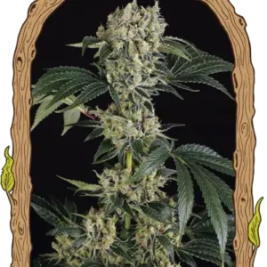 Exotic Seeds - Sugar Larry