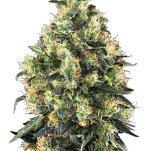 White Label seeds - Super Skunk Automatic