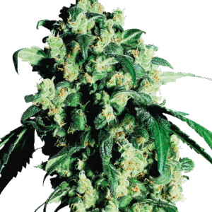 Sensi Seeds - Super Skunk® (Regular)