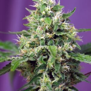 Sweet Seeds - Sweet Amnesia Haze XL Auto®