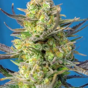 Sweet Seeds - Sweet Cheese XL Auto®