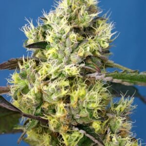 Sweet Seeds - Sweet Gelato Auto®