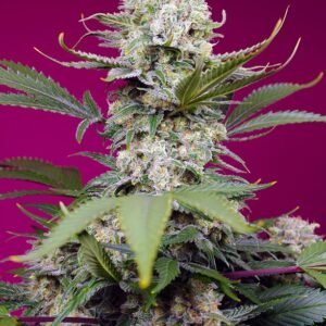Sweet Seeds - Sweet Mandarine Zkittlez XL Auto®