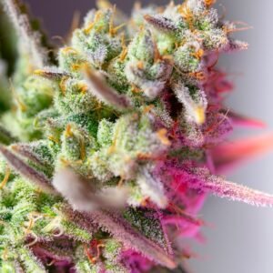 Sweet Seeds - Sweet Mimosa XL Auto®