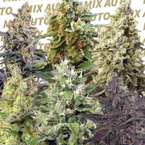 Sweet Seeds - Sweet Mix Auto®