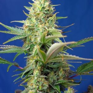 Sweet Seeds - Sweet Pure Auto CBD®
