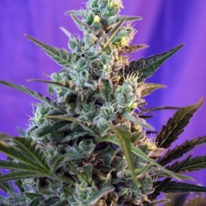 Sweet Seeds - Sweet Skunk Auto®