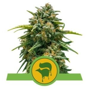 Royal Queen Seeds - Sweet Skunk Auto